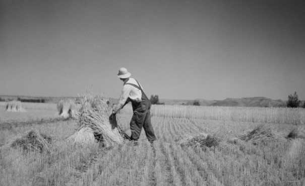 1930s wheat harvest