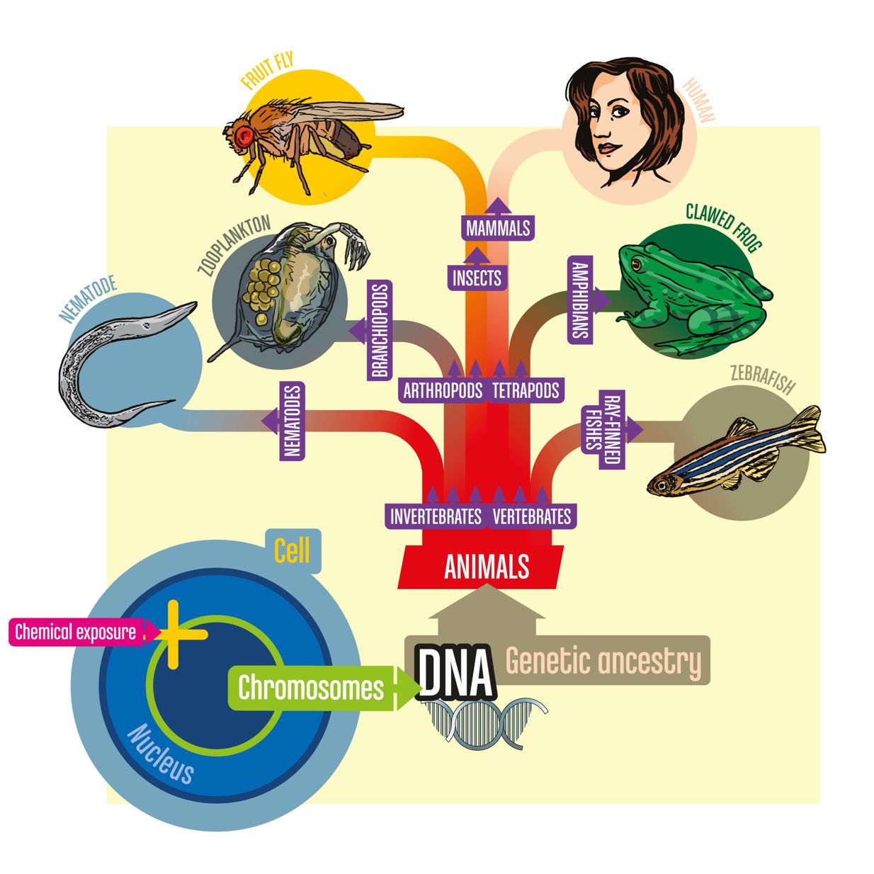 An illustrated diagram demonstrating the 5 species studied by the PrecisionTox research group.