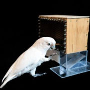 Golfing cockatoos reveal ability to use combined tools