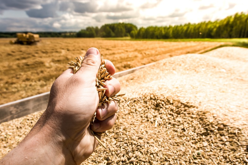 A farmer's hand holding grains of wheat