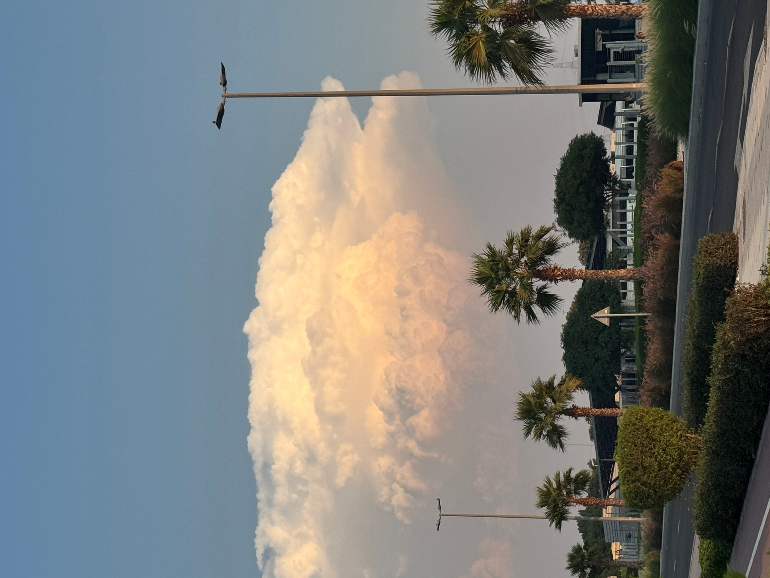 Palm tree lined street with cloudy sky.