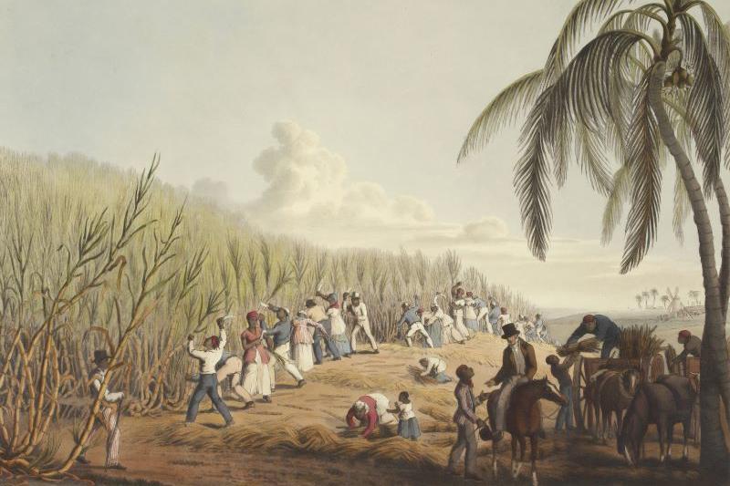 Slaves cutting sugar cane on Antigua