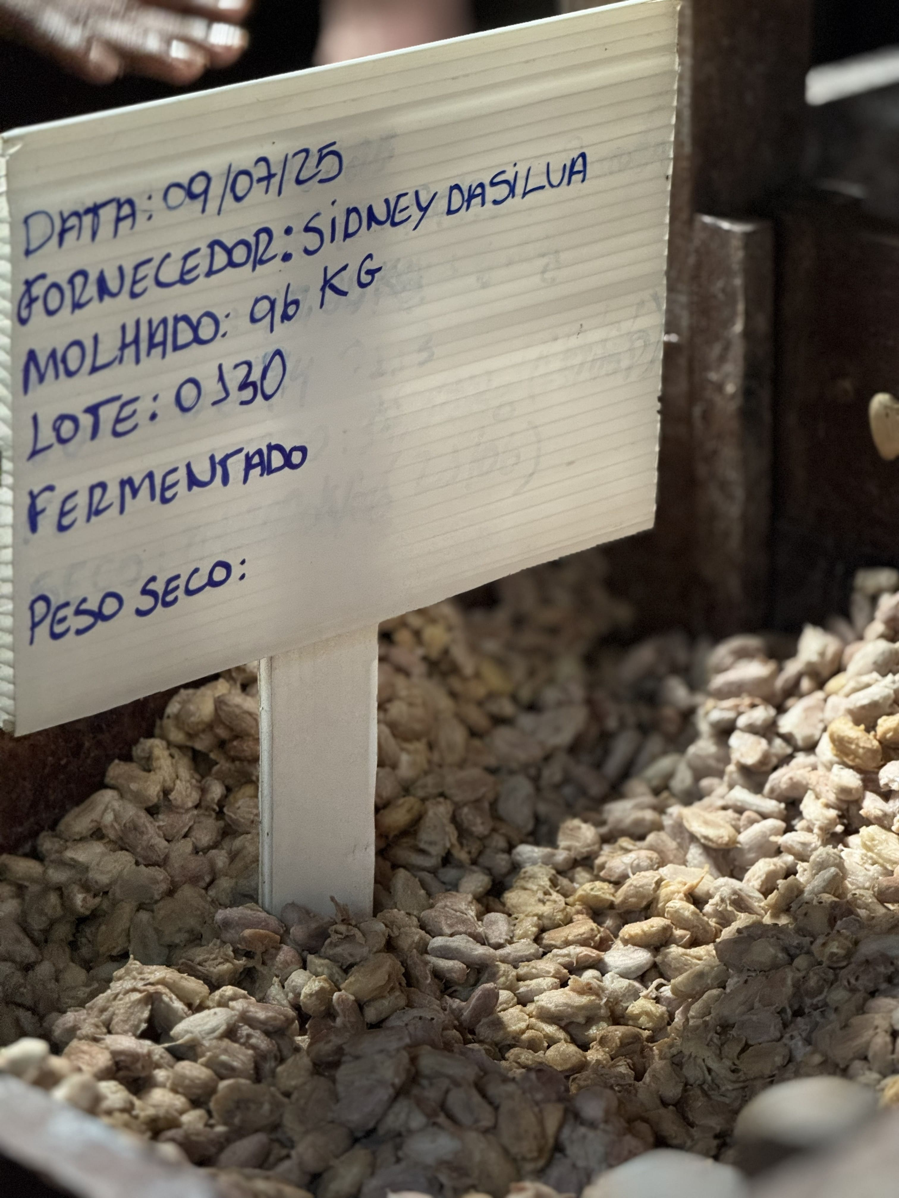 Young, organic Amazonian cocoa beans 