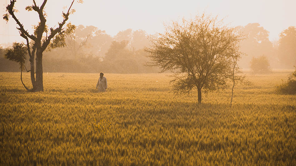 Person walking through a field in India