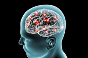 Digital image of brain inside a head