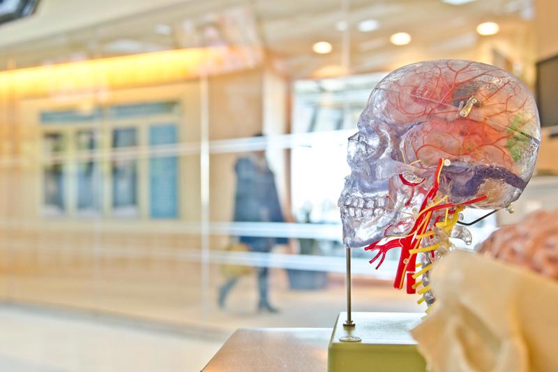 Colourful model of a brain encased in clear plastic model of skull installed on a stand, with blurred background