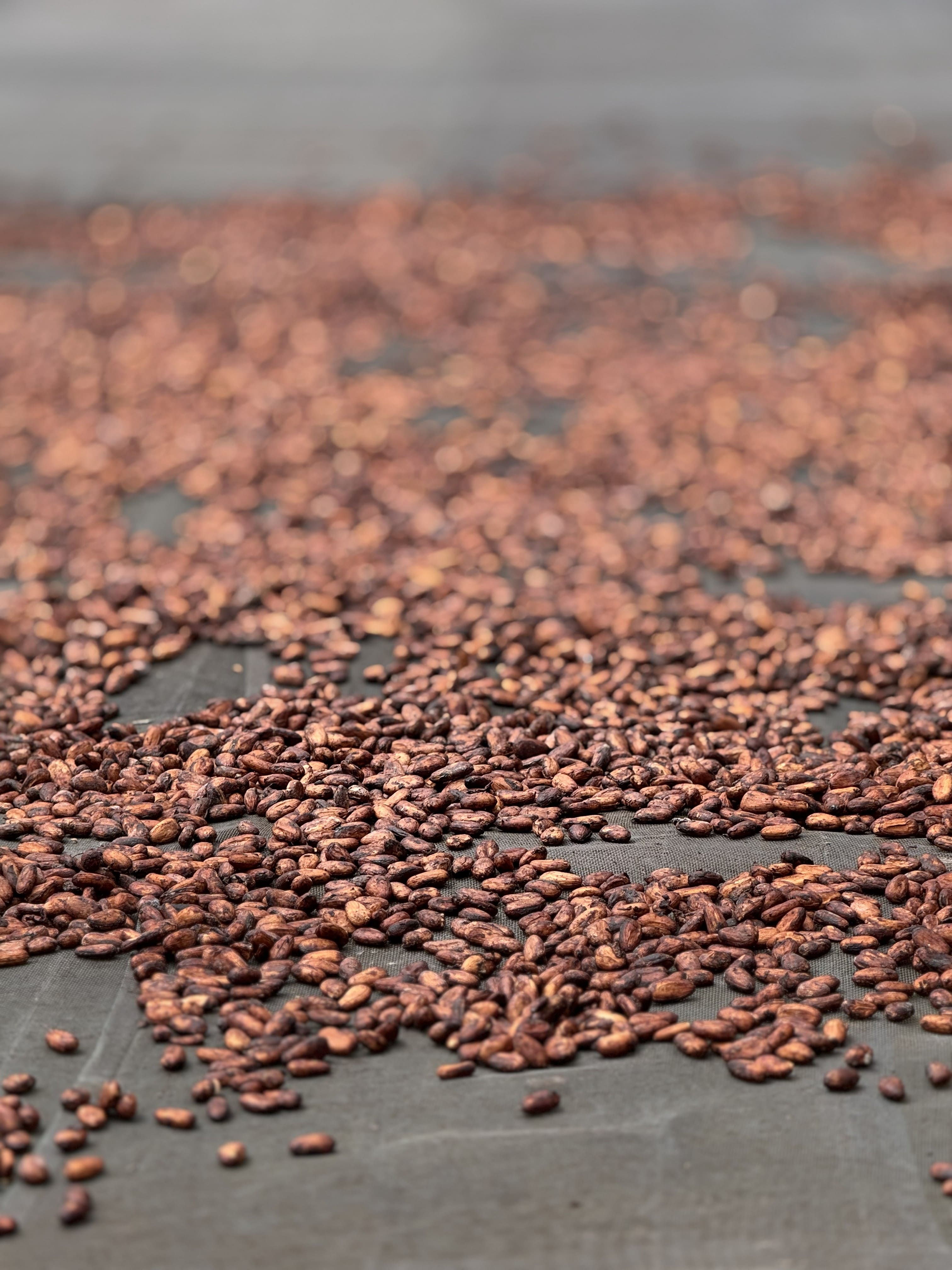 Amazonian cocoa beans 