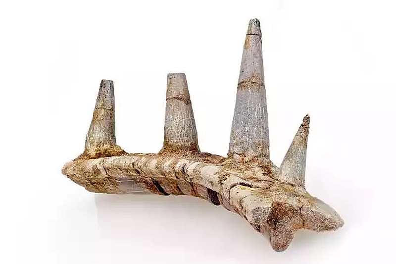 Ankylosaur bone