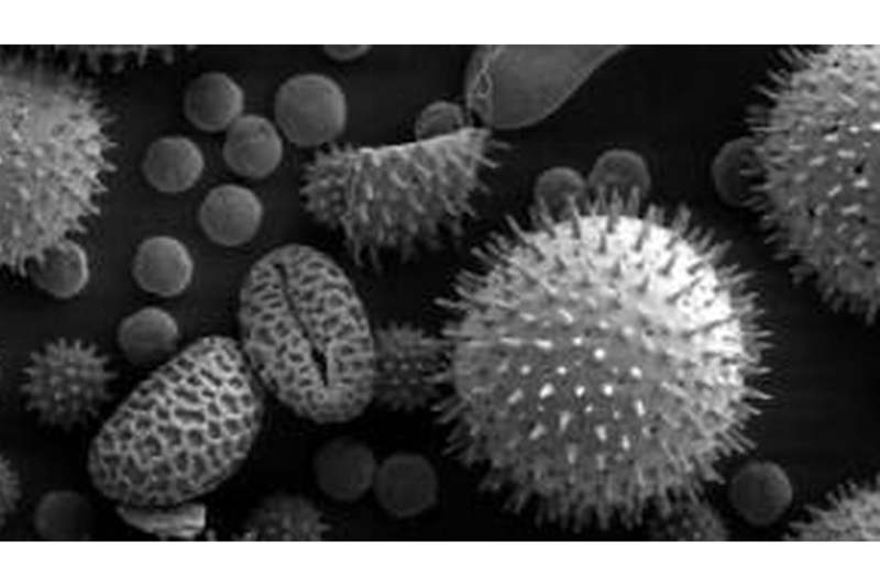 Pollen viewed via an electron microscope 