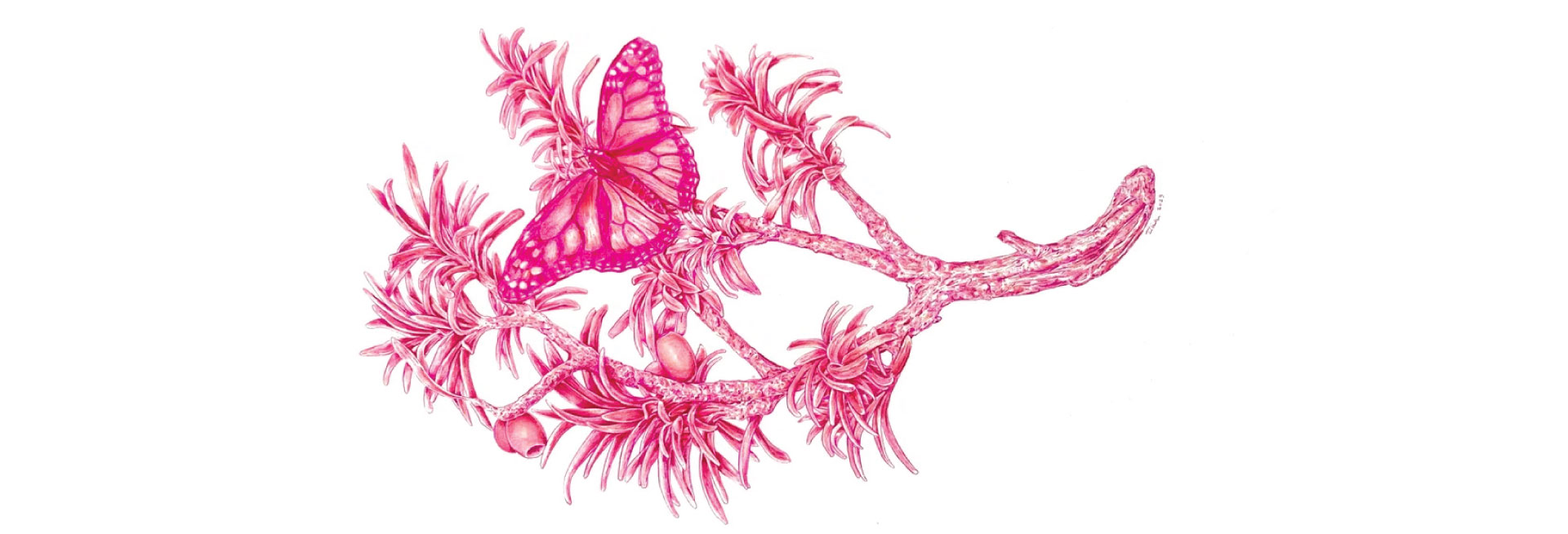 A drawing of a branch and butterfly in pink ink.