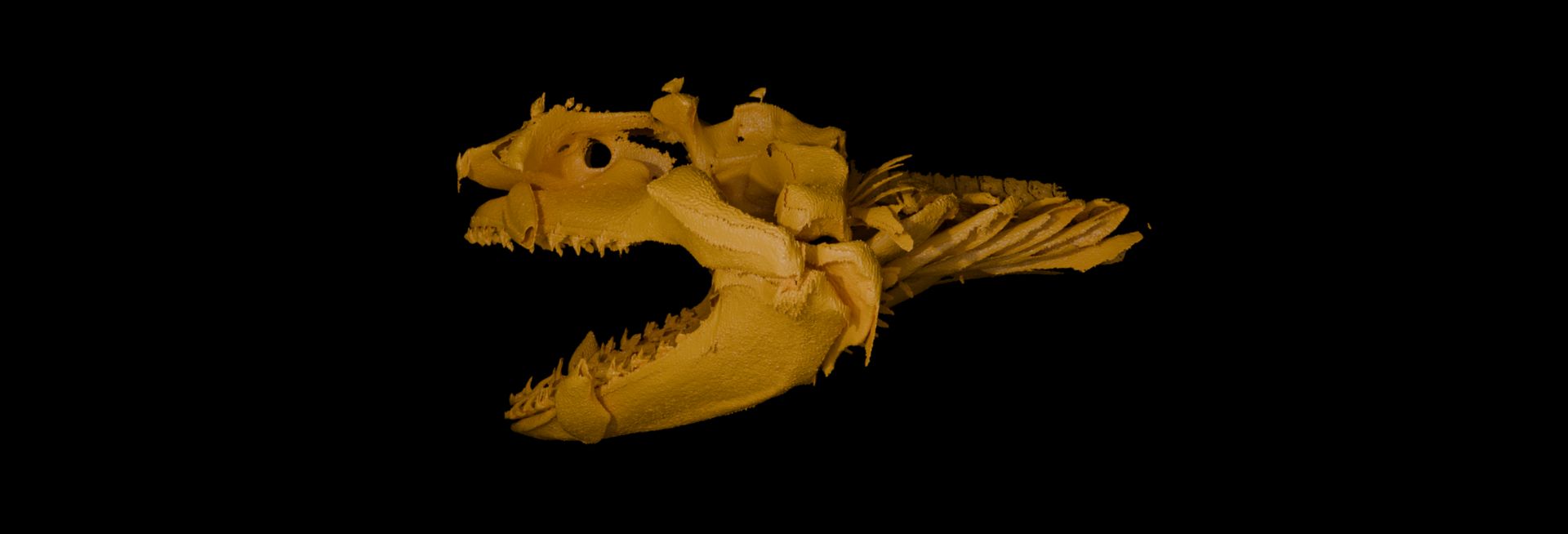 3D image of Angelshark jaws (Squatina). 