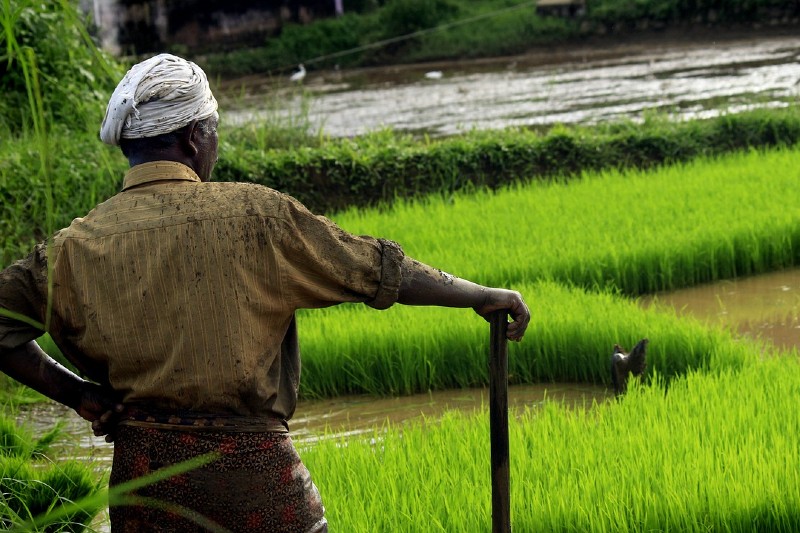 Farmer in India