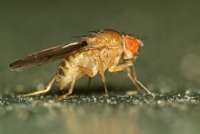 Close up of a fruit fly