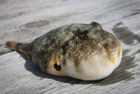 Fugu blowfish