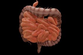 Computer generated illustration of small and large intestines in brown and red colours against a black background
