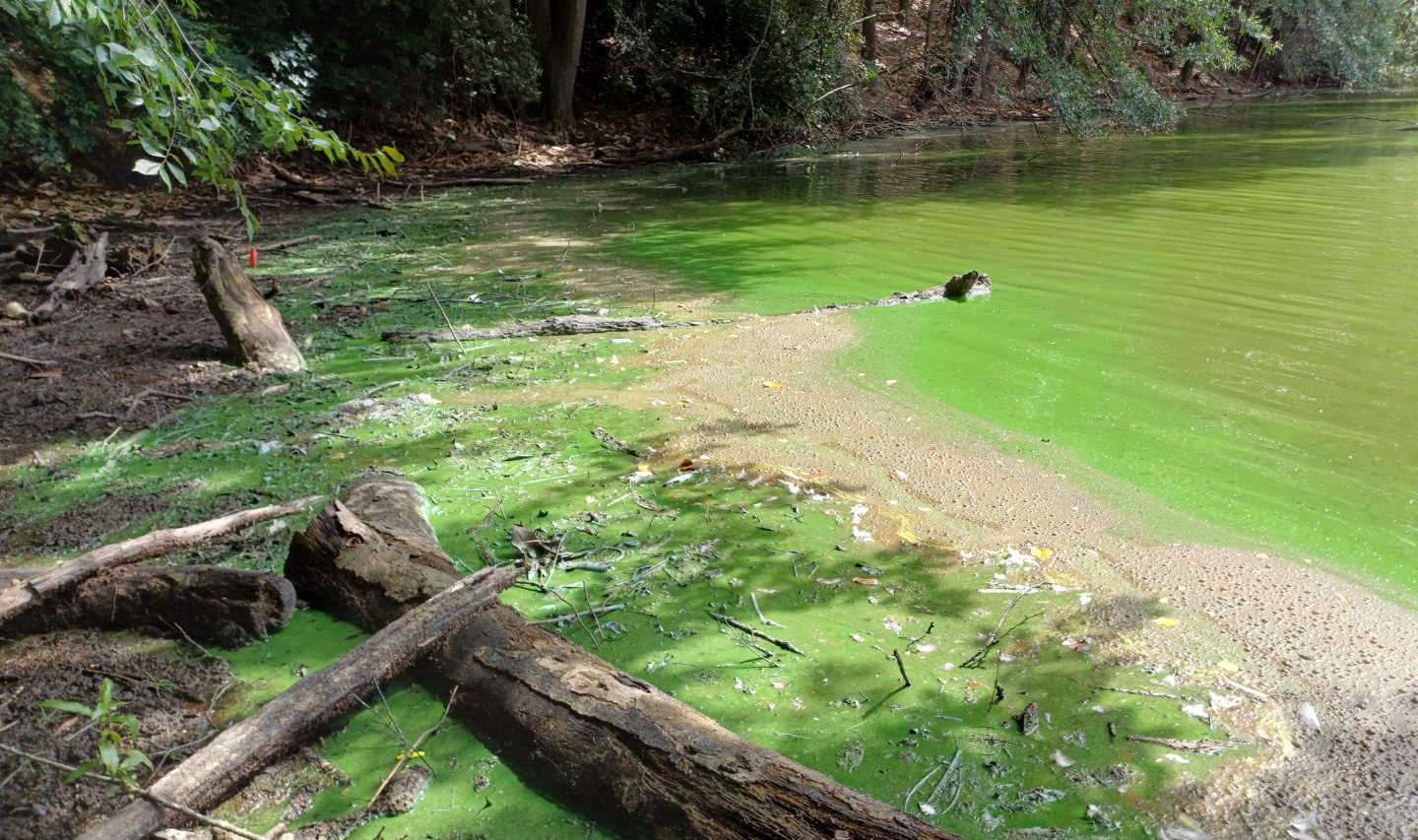 A photo of lake covered in green-blue algae, with floating woodland debris surrounding it