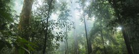 Trees in an Amazon rainforest