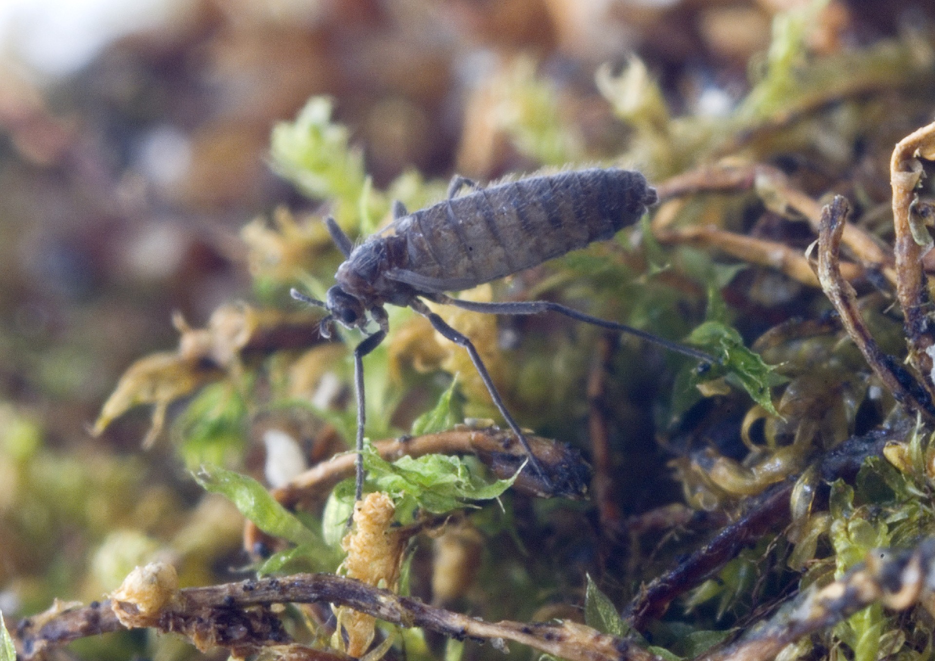 Photo of Eretmoptera murphyi midge on some moss.