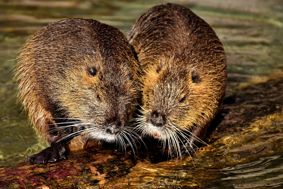 Two beavers on a riverbank
