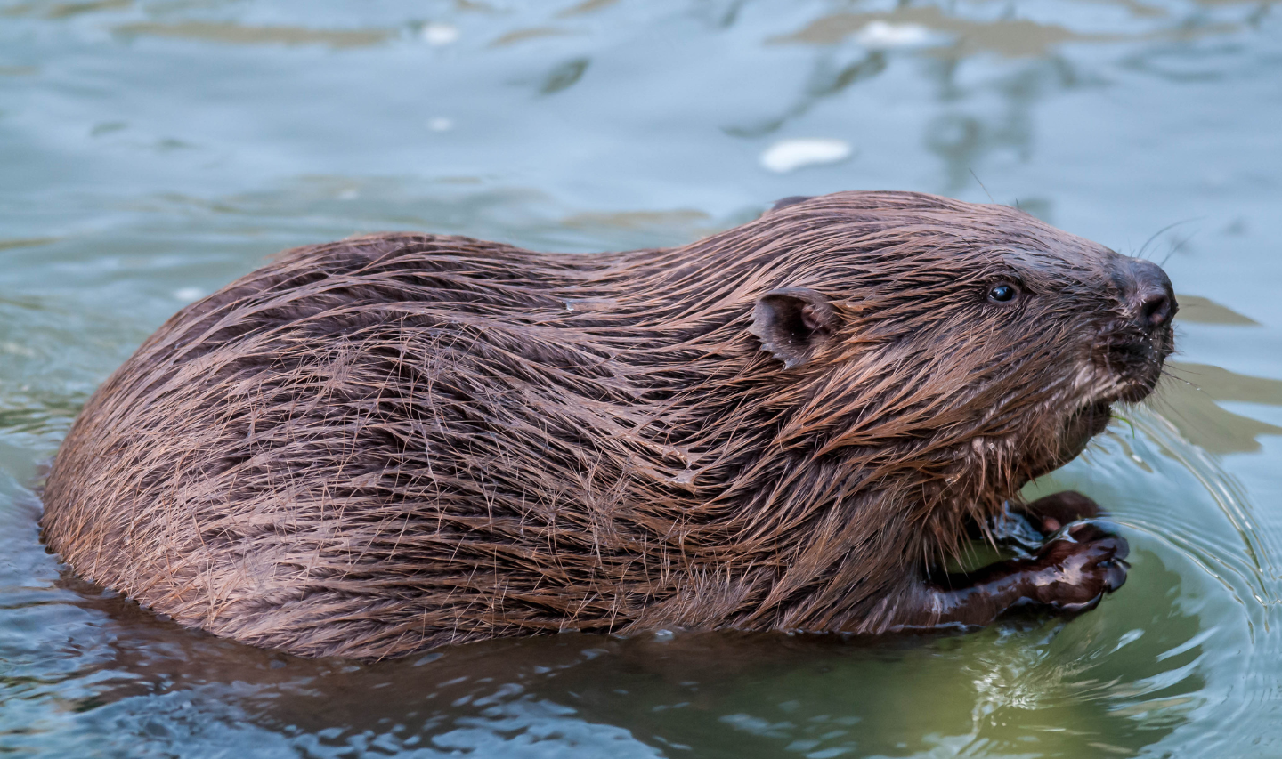 A beaver swimming in a river