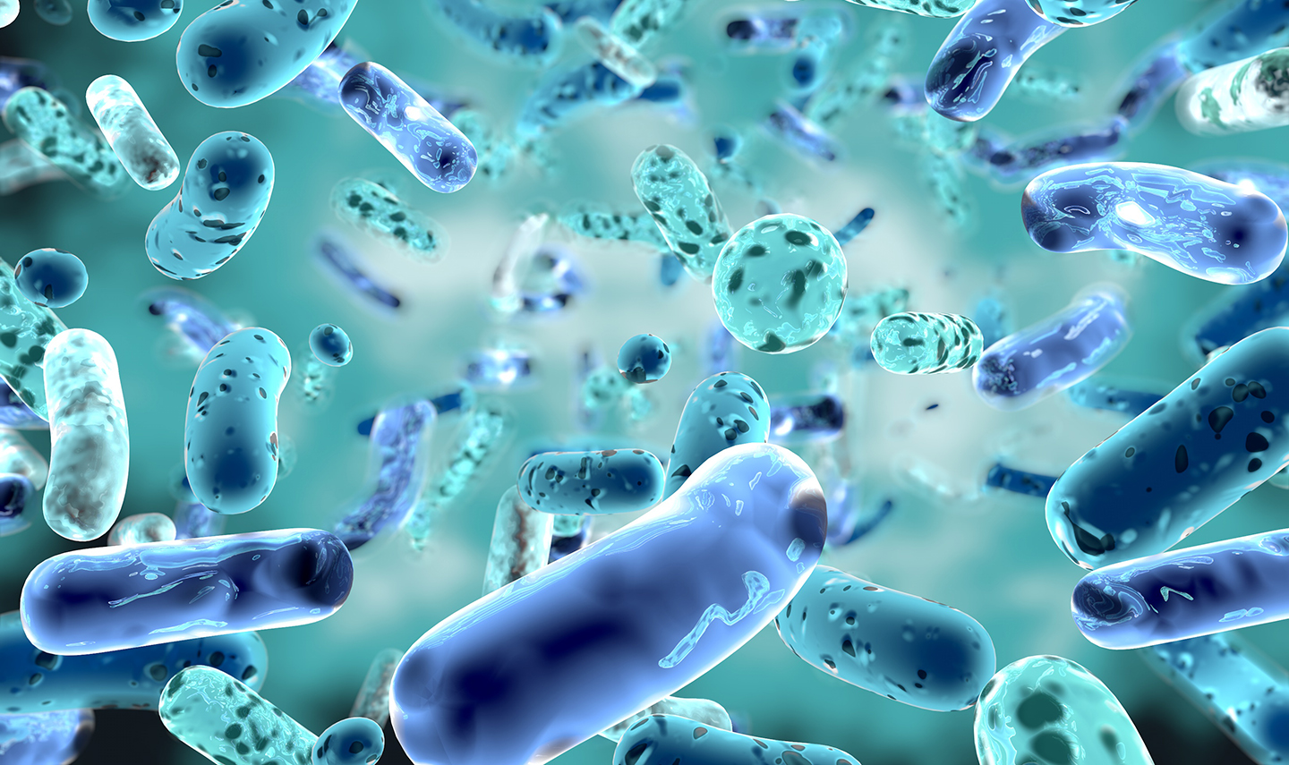 Bacteria image