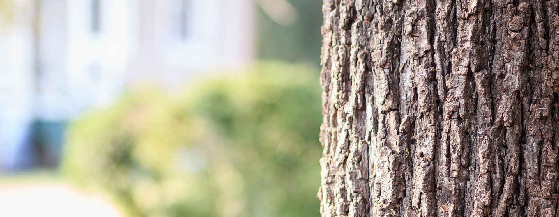 A tree trunk in close up on the right with blurred green background to the left.