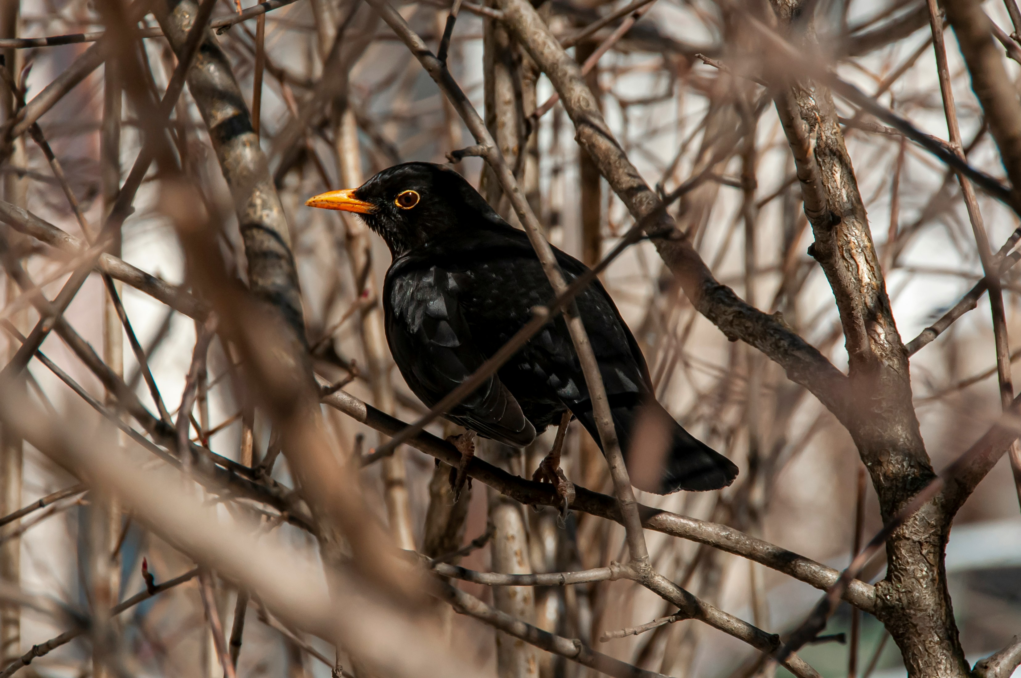 A blackbird sits in the middle of a tree with branches