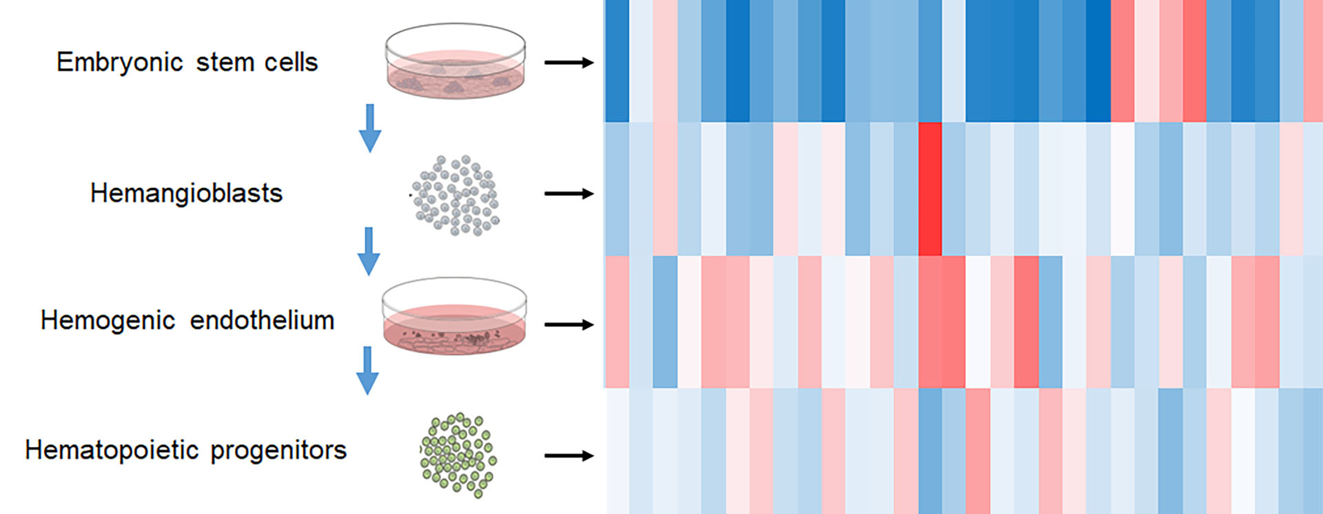 Clustering analysis linking the activities of stage-specific transcriptional enhancers with gene expression during blood cell development