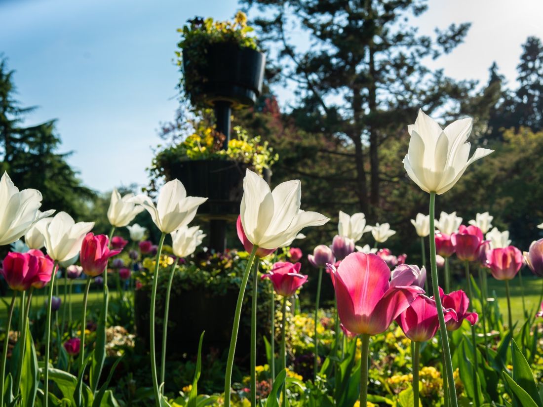 Close up image of pink and white tulips against a natural green backdrop