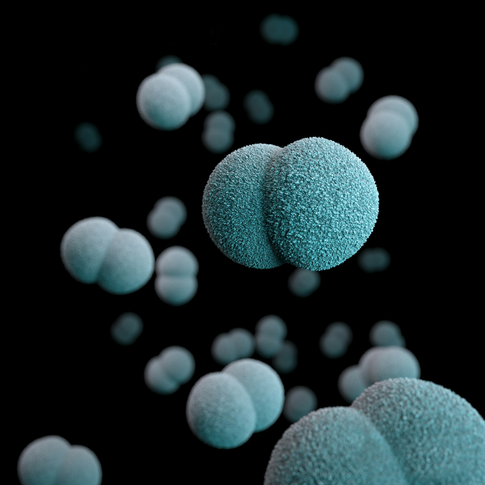 Computer generated image of a number of diplococcal, Gram-negative, Neisseria meningitidis, bacteria