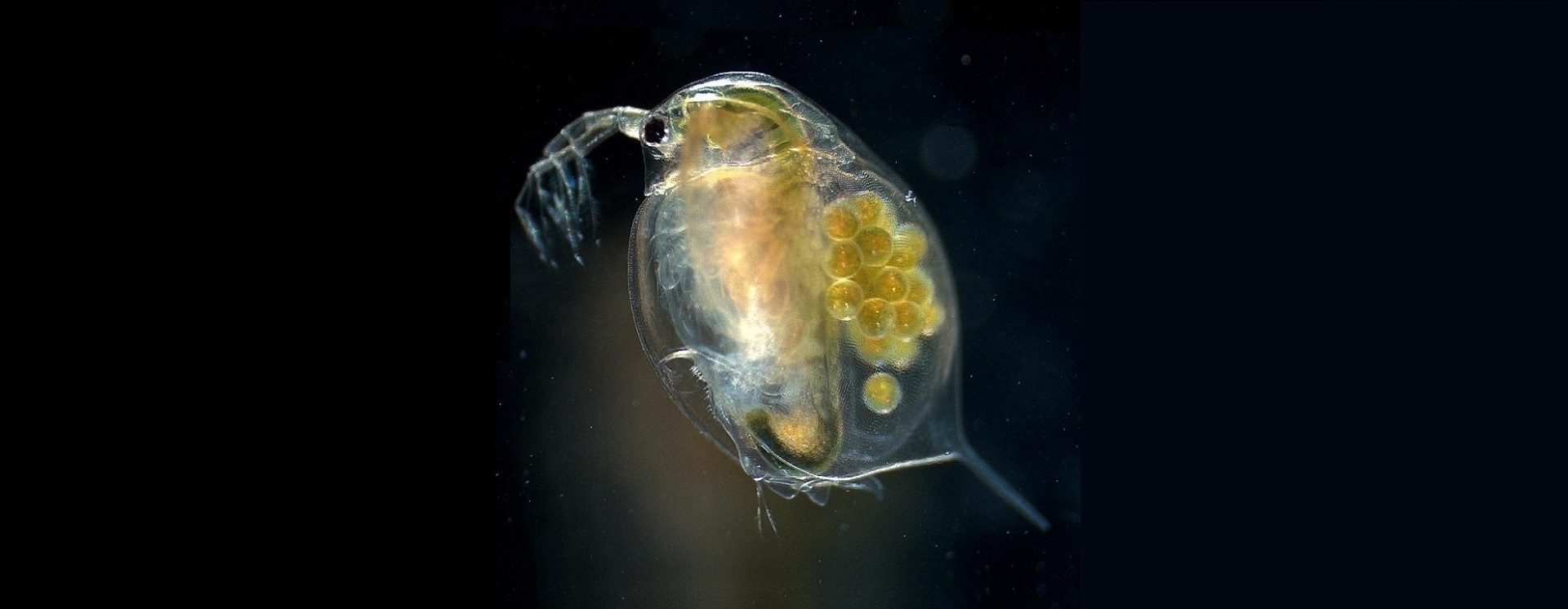 water flea (daphnia)