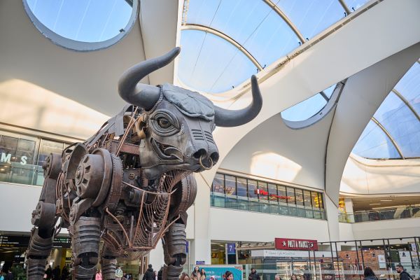Ozzy the bull