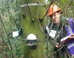 Researcher installs a dendrometer band around a tree