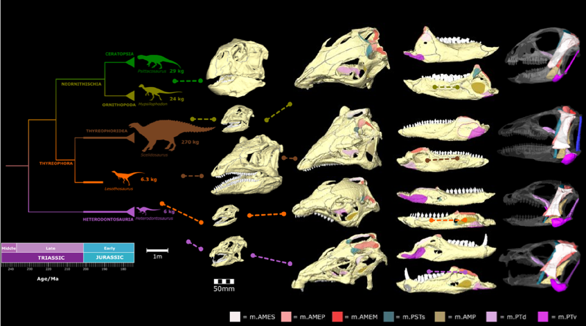 CT reconstructions of the skulls and jaws 