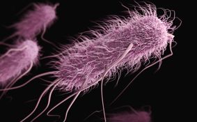 Microscope picture of an e. coli bacterium