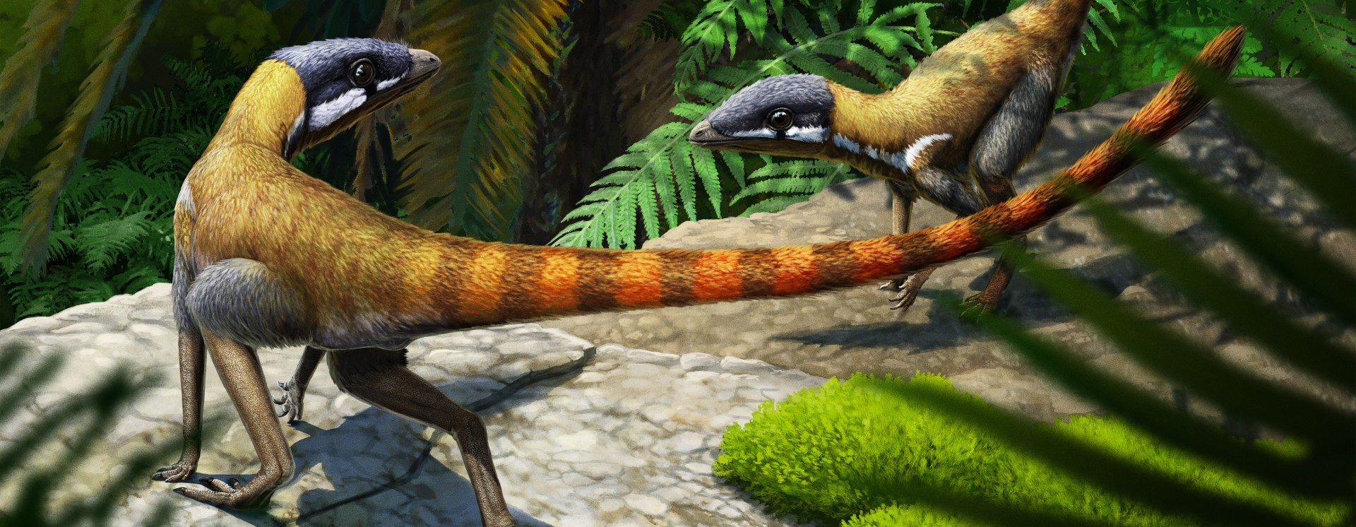 Artists drawing of early pterosaur Scleromochlus taylori. 