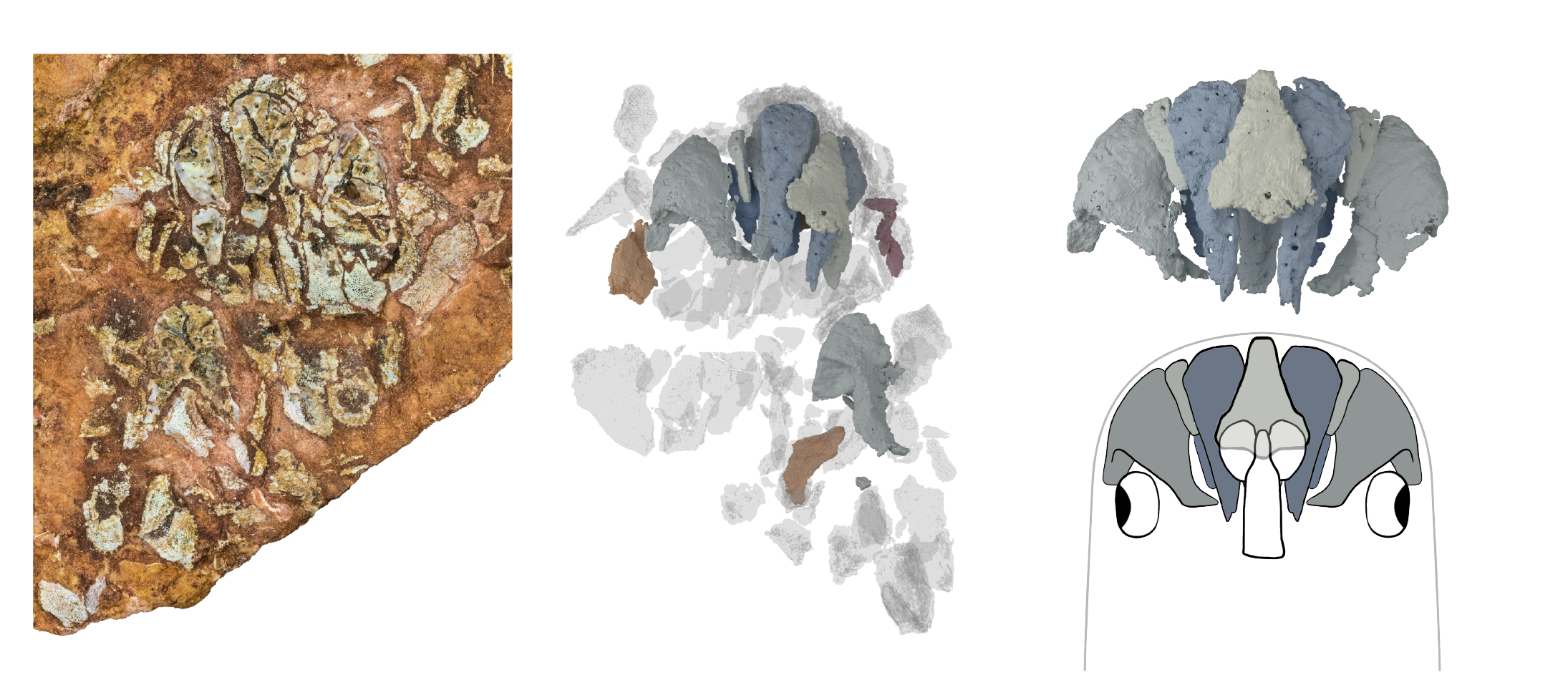 The original fish skull fossil alongside scans and the final recreation. 