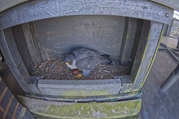 A peregrine falcon sits on its egg in its nest