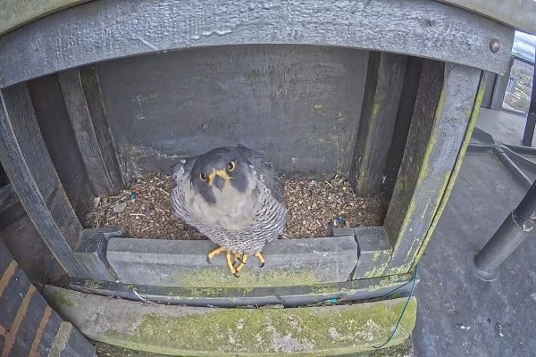 A falcon stares directly to the camera from its nest.