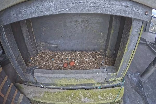 Two peregrine falcon eggs sit in a nest