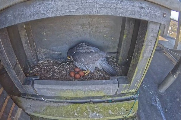 A peregrine falcon sits in a nest with four eggs.