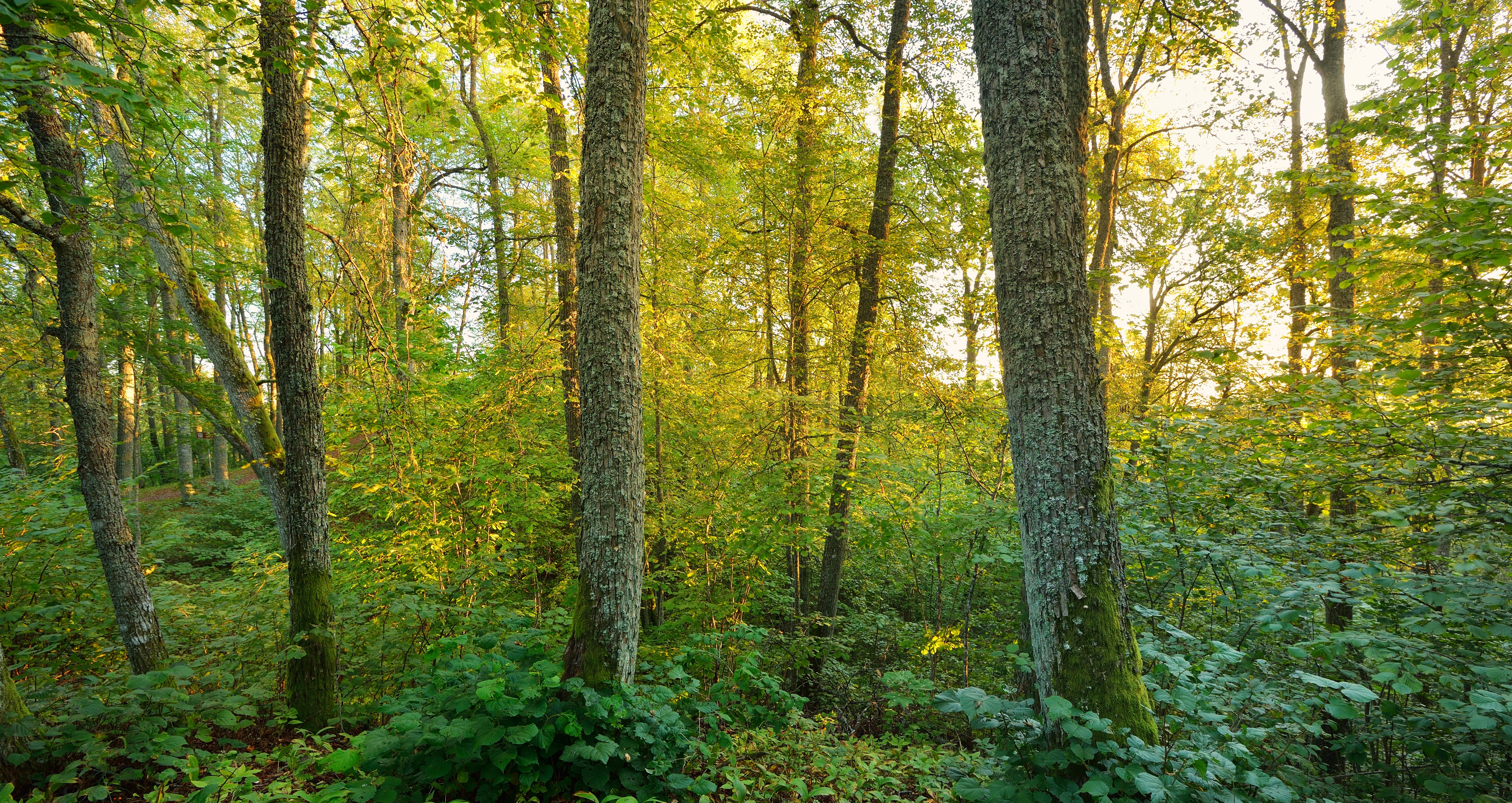 tree trunks in a forest