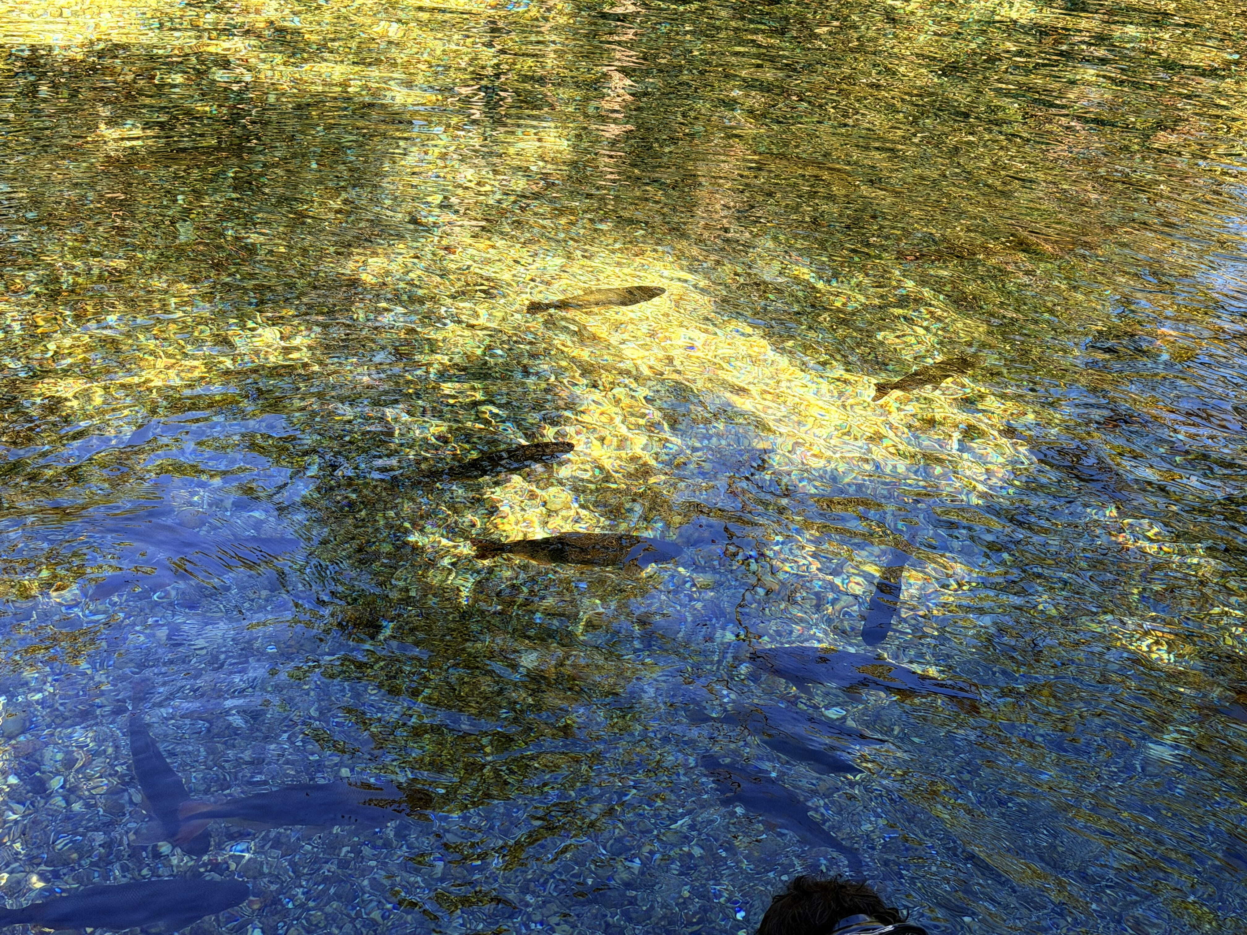 freshwater fish