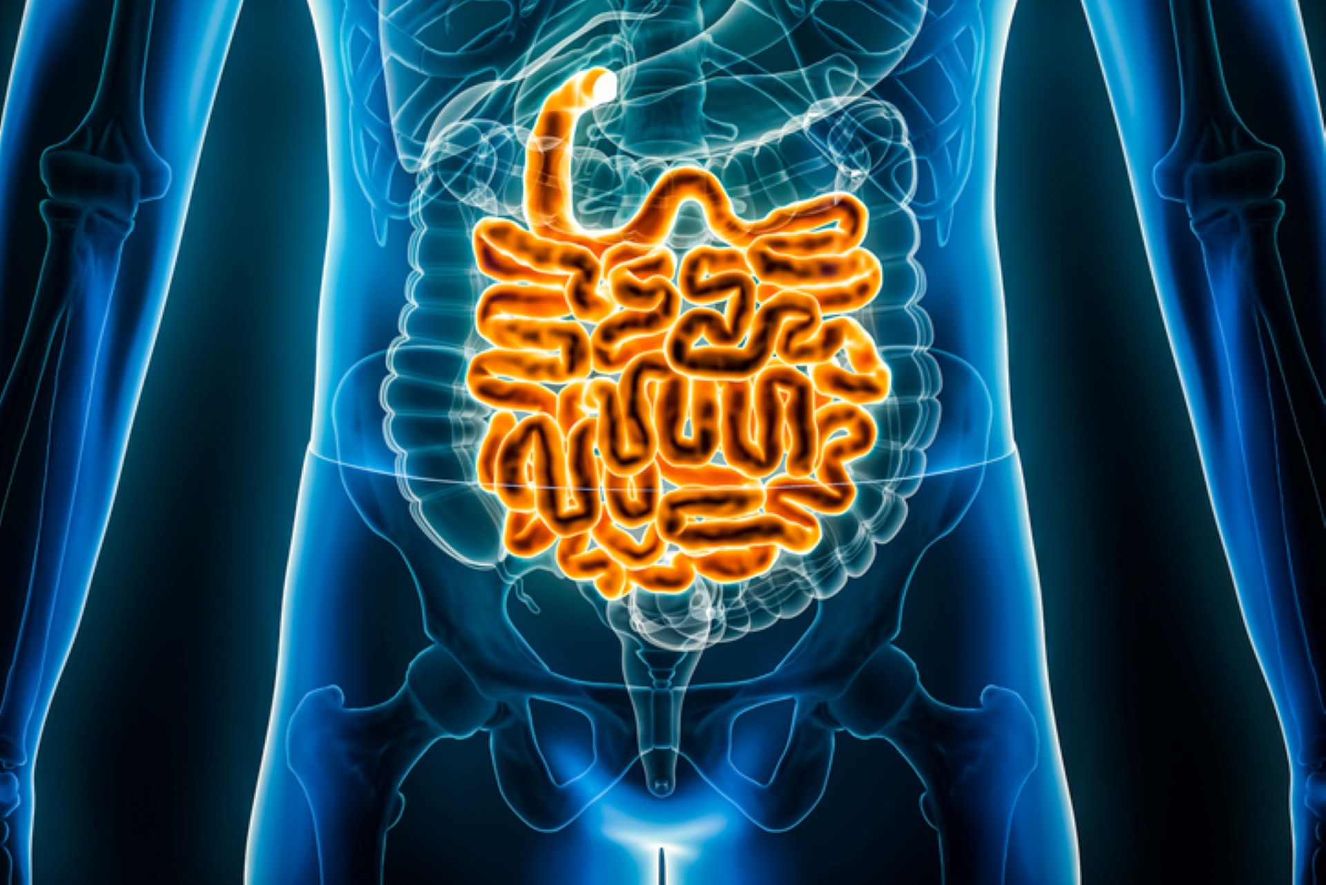 Gut diagram