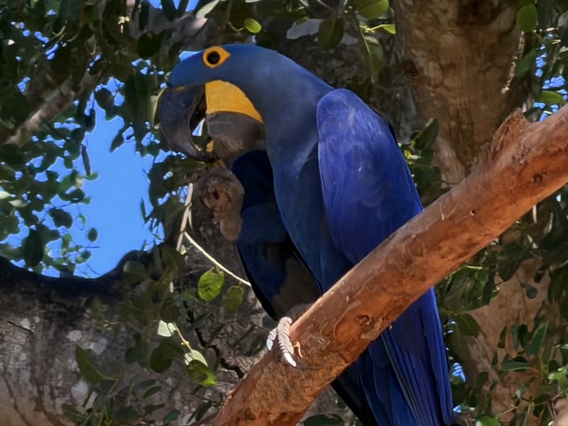 Blue macaw in its natural habitat