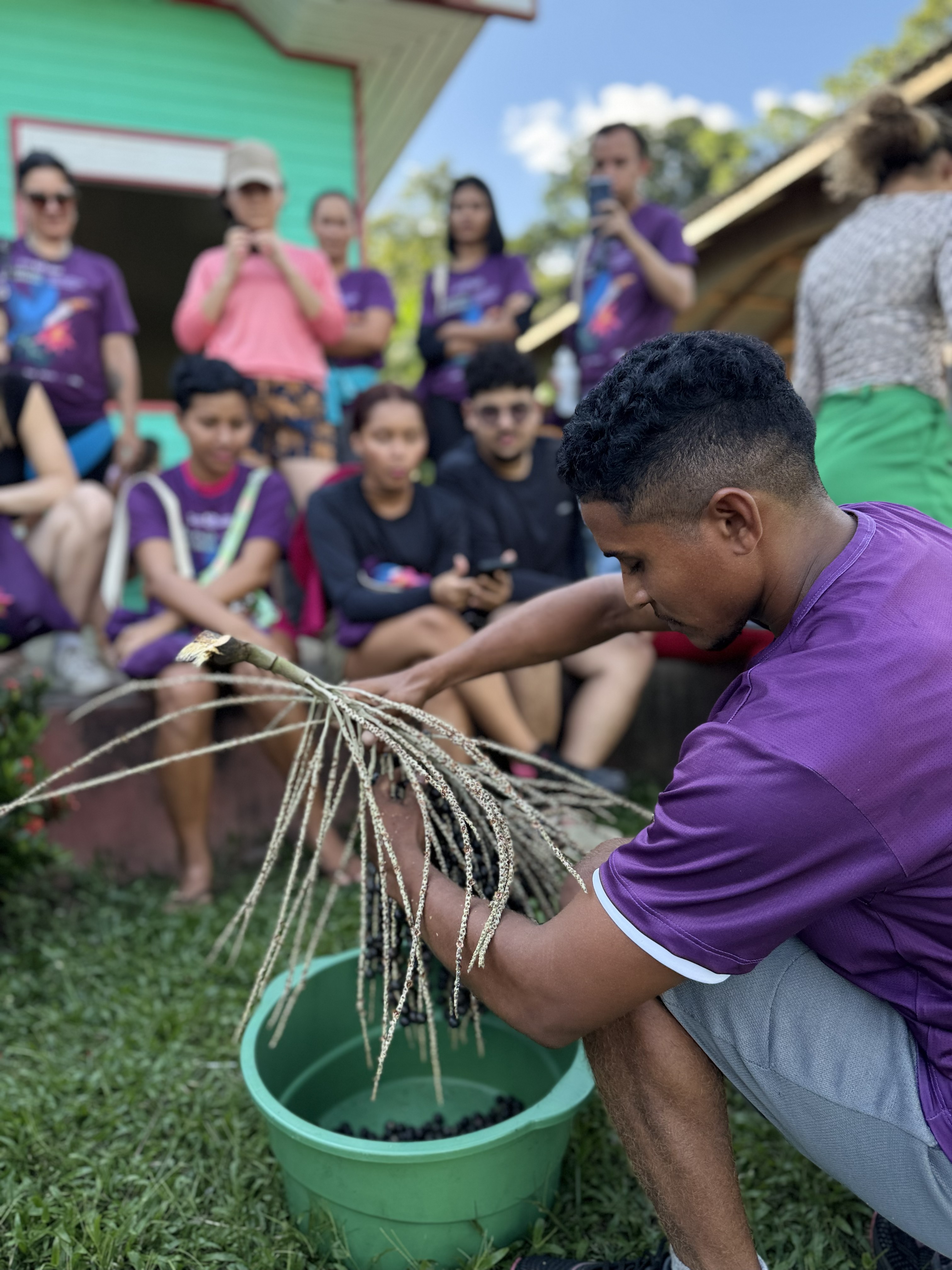 Belém Student extracting açaí berries from açaí palm