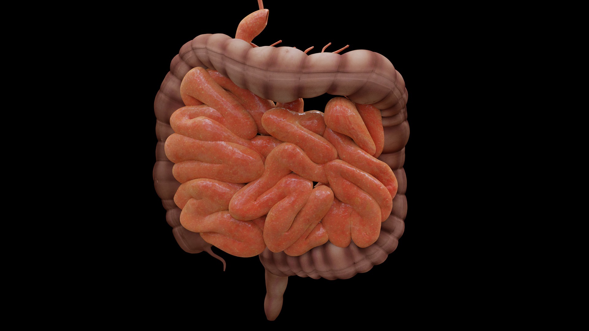 Computer generated illustration of small and large intestines in brown and red colours against a black background