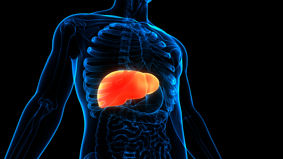 Digital image of human body with liver highlighted