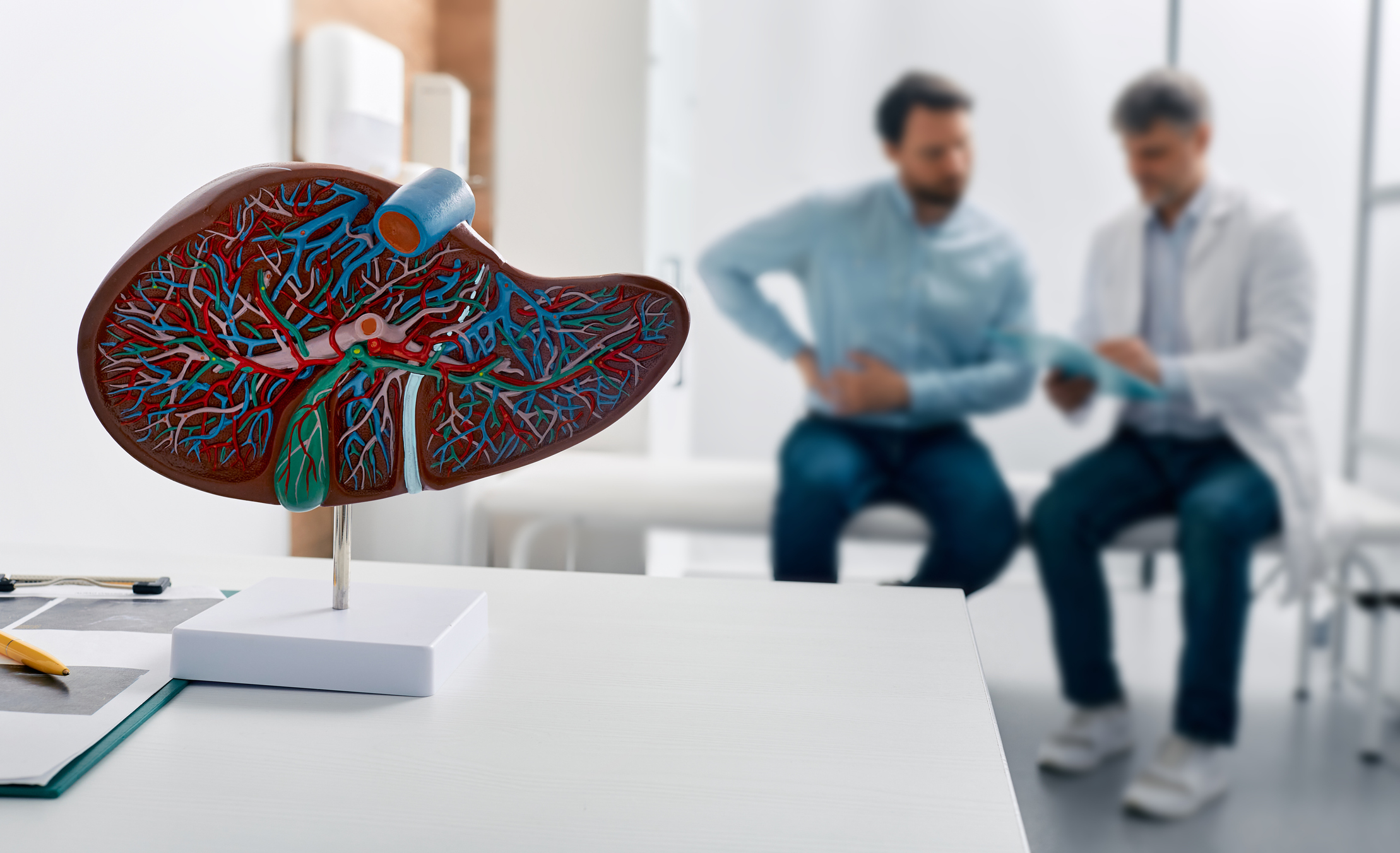 Model of human liver sits on table top with a clinician and patient seen talking in the background. 