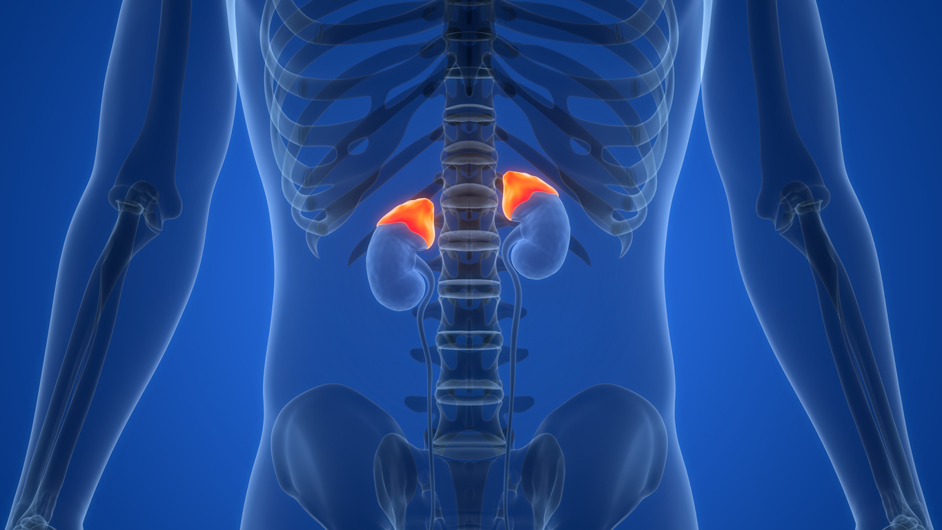 A graphic of a human skeleton, also showing the kidneys with the adrenal glands on top, highlighted in red.